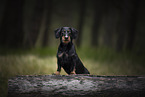 male Dachshund