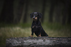 male Dachshund