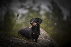 male Dachshund