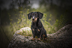 male Dachshund