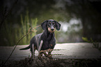 male Dachshund