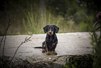 male Dachshund