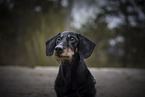 male Dachshund