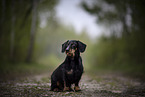 male Dachshund