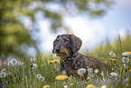 female Dachshund