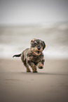female Dachshund