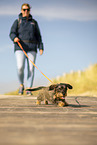 female Dachshund