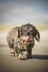 female Dachshund