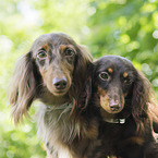 2 longhaired Dachshunds