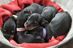 Dachshund Puppies