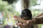 Dachshund Puppy