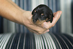 Dachshund Puppy