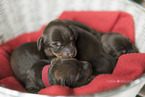 Dachshund Puppies