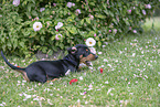 Dachshund Puppy