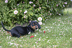 Dachshund Puppy