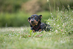 Dachshund Puppy