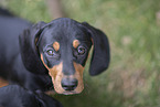 Dachshund Puppy