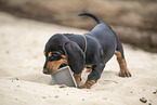 Dachshund Puppy