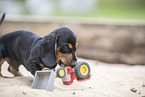 Dachshund Puppy