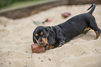 Dachshund Puppy