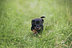 Dachshund Puppy