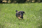 Dachshund Puppy