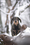 female Dachshund