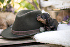 Dachshund Puppy