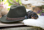 Dachshund Puppy