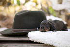 Dachshund Puppy