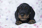 Dachshund Puppy