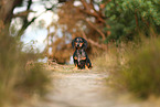 shorthaired Dachshund