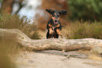 shorthaired Dachshund
