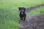 black-and-tan shorthaired Dachshund