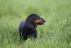 black-and-tan shorthaired Dachshund