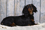 longhaired Dachshund