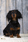 longhaired Dachshund