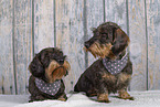 wirehaired Dachshund