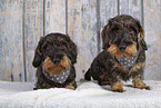 wirehaired Dachshund