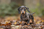 Dachshund Puppy