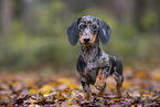 Dachshund Puppy