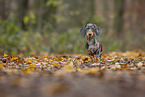 Dachshund Puppy