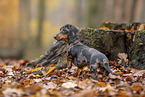 Dachshund Puppy