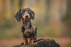 Dachshund Puppy