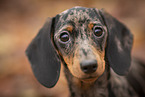 Dachshund Puppy