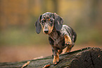 Dachshund Puppy