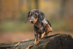 Dachshund Puppy