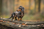 Dachshund Puppy