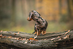 Dachshund Puppy