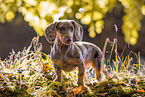 young Dachshund